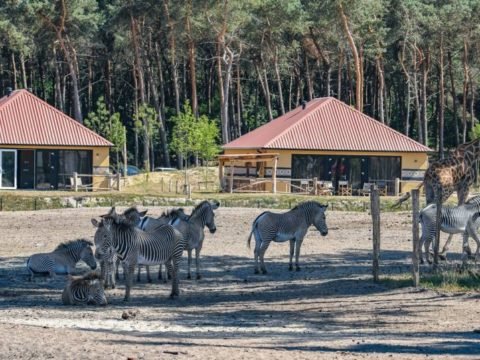 safari-resort-beekse-bergen-noord-brabant-10