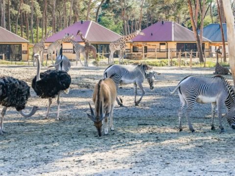 safari-resort-beekse-bergen-noord-brabant-13