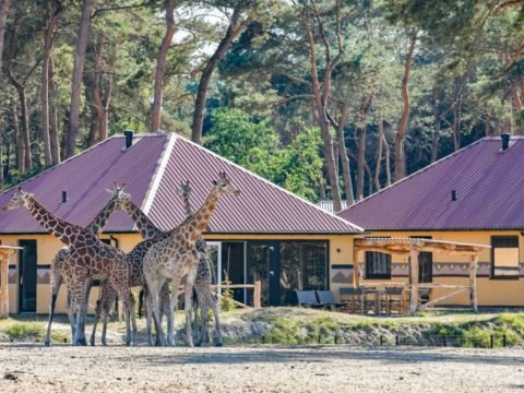 safari-resort-beekse-bergen-noord-brabant-9