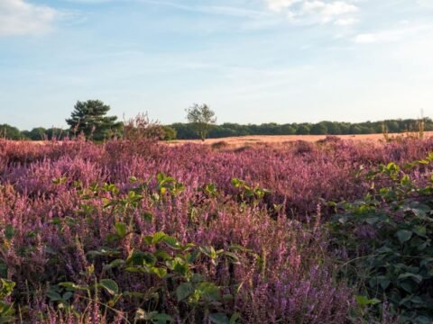 landal-gooise-heide
