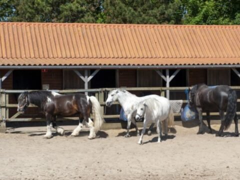 verstoring bijwoord meel 5x camping met paarden | Topcamping.nl