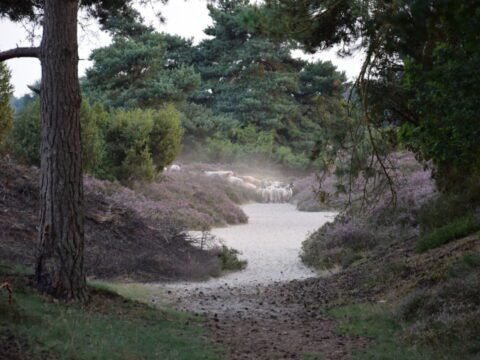 camping het horstmannsbos